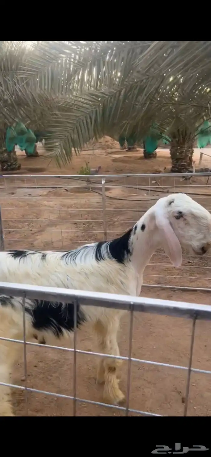 نجدي 0