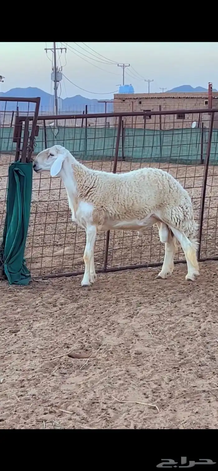 مشروع فحل صنف 0