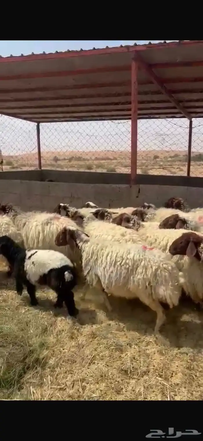 نعيم 1