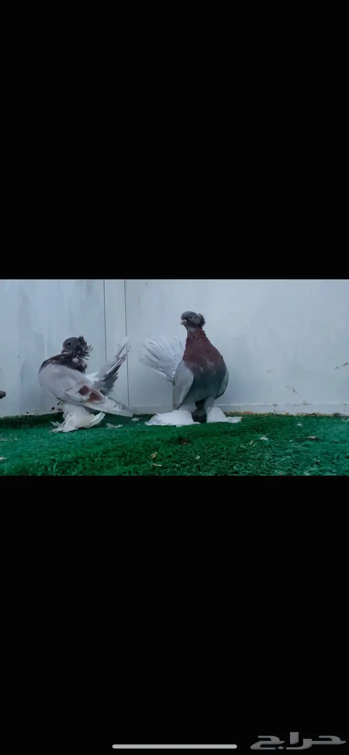 زوج كرنقو ميلي بار 4