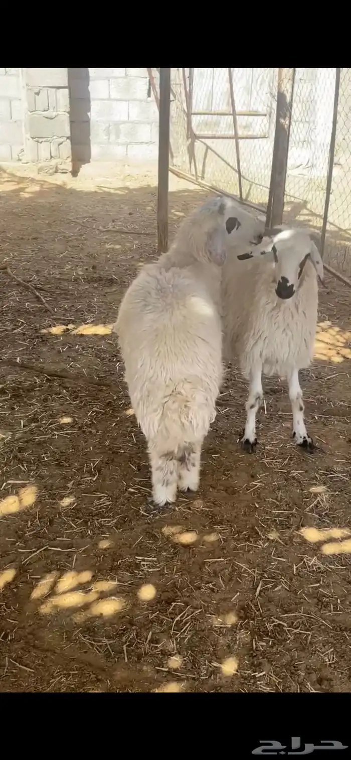 لبيع خرفان مهاجين عمارها 4 شهور 5