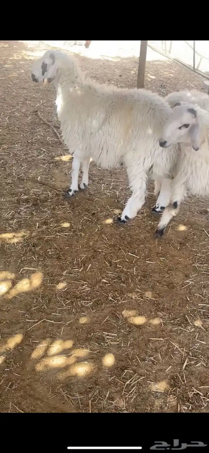 لبيع خرفان مهاجين عمارها 4 شهور 4