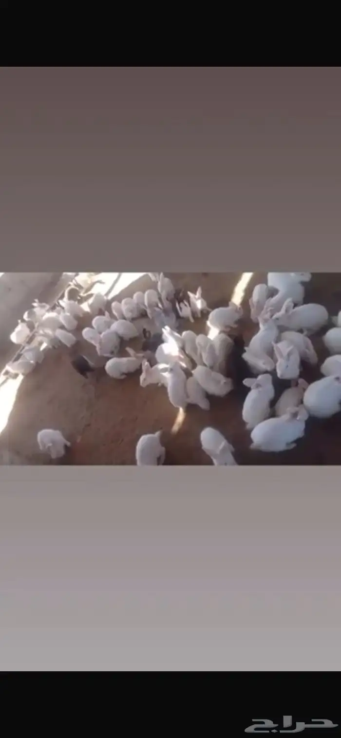 ارنب للبيع 0