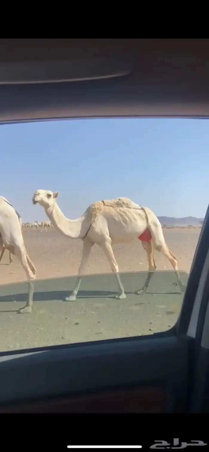 البيع ناقه 0