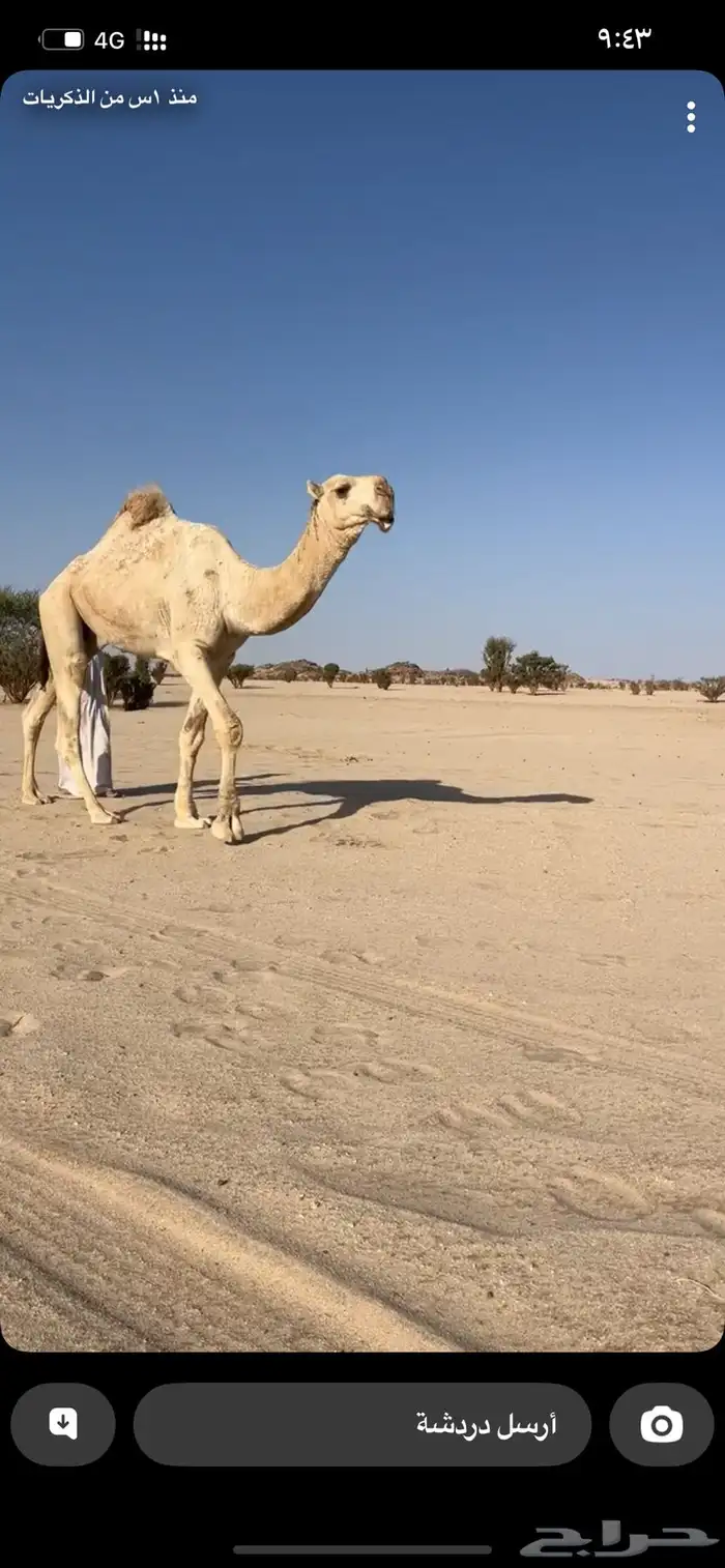 بعير فحل للبيع 0