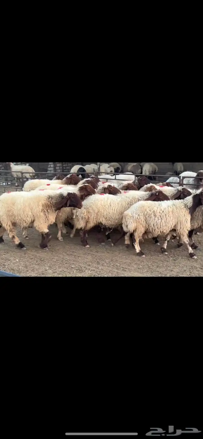 غنم نعيم دفيع 0