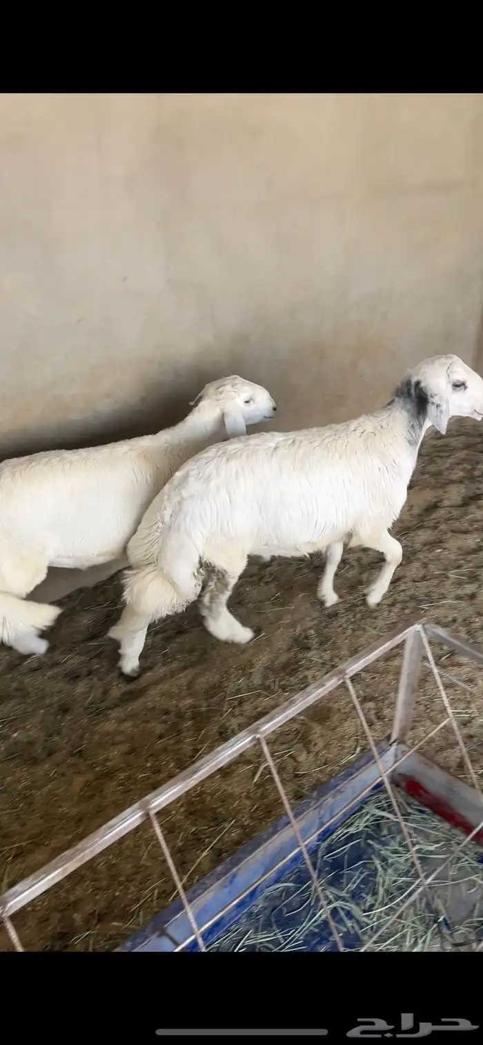 خروفين كفو من حلالي 0