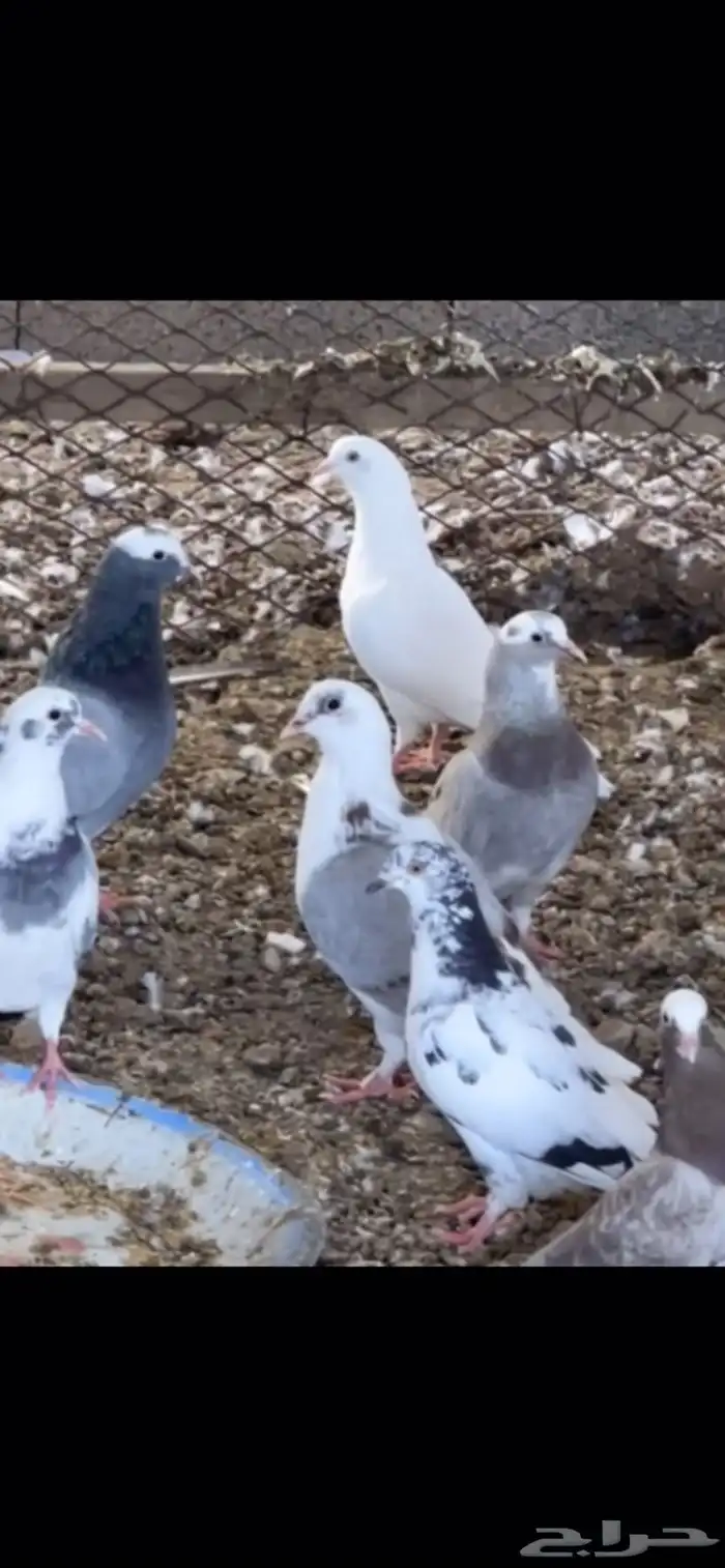 حمام منوع 0