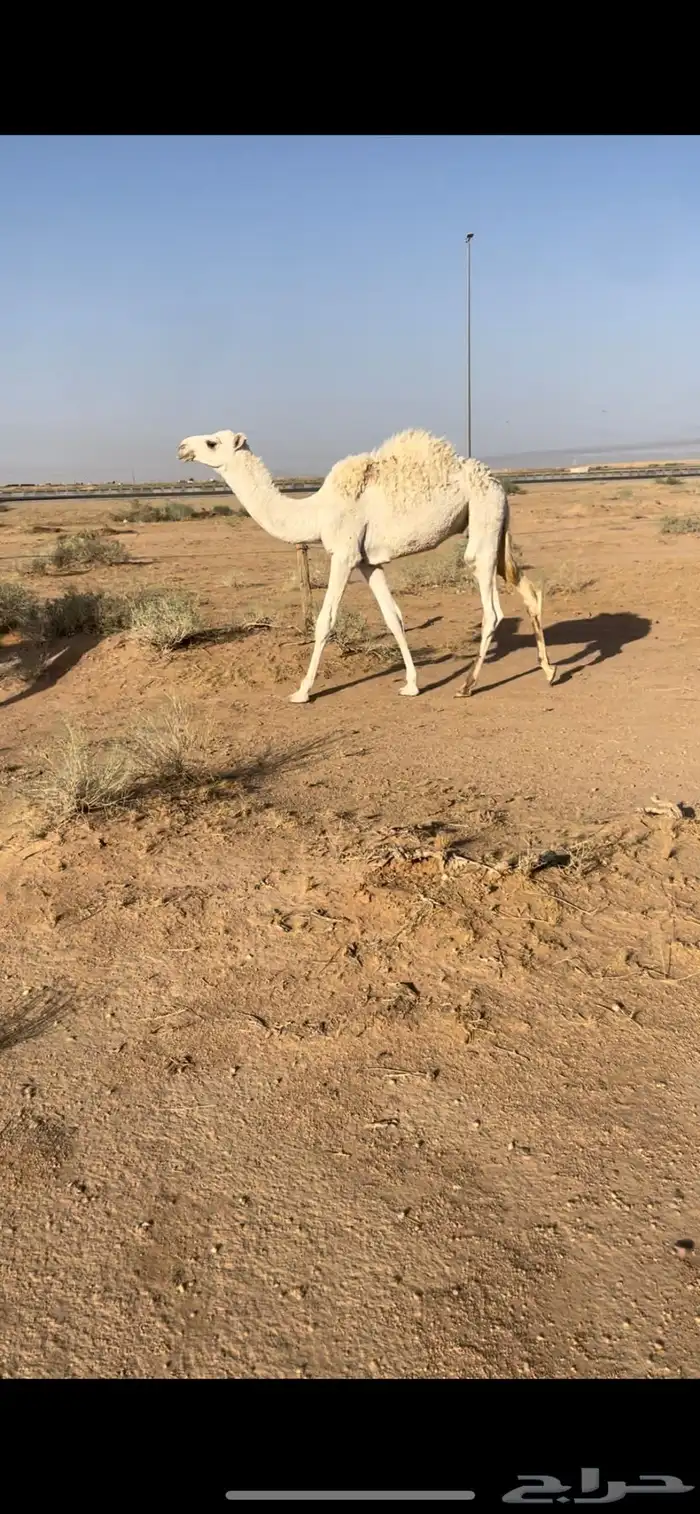 عشرا عليانيه كفووو 4
