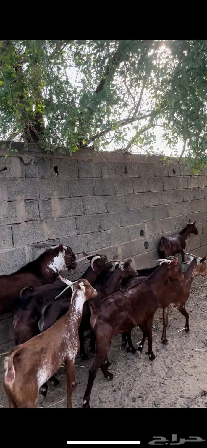 غنم دهم ووشح . معزا دهم ووشح 0