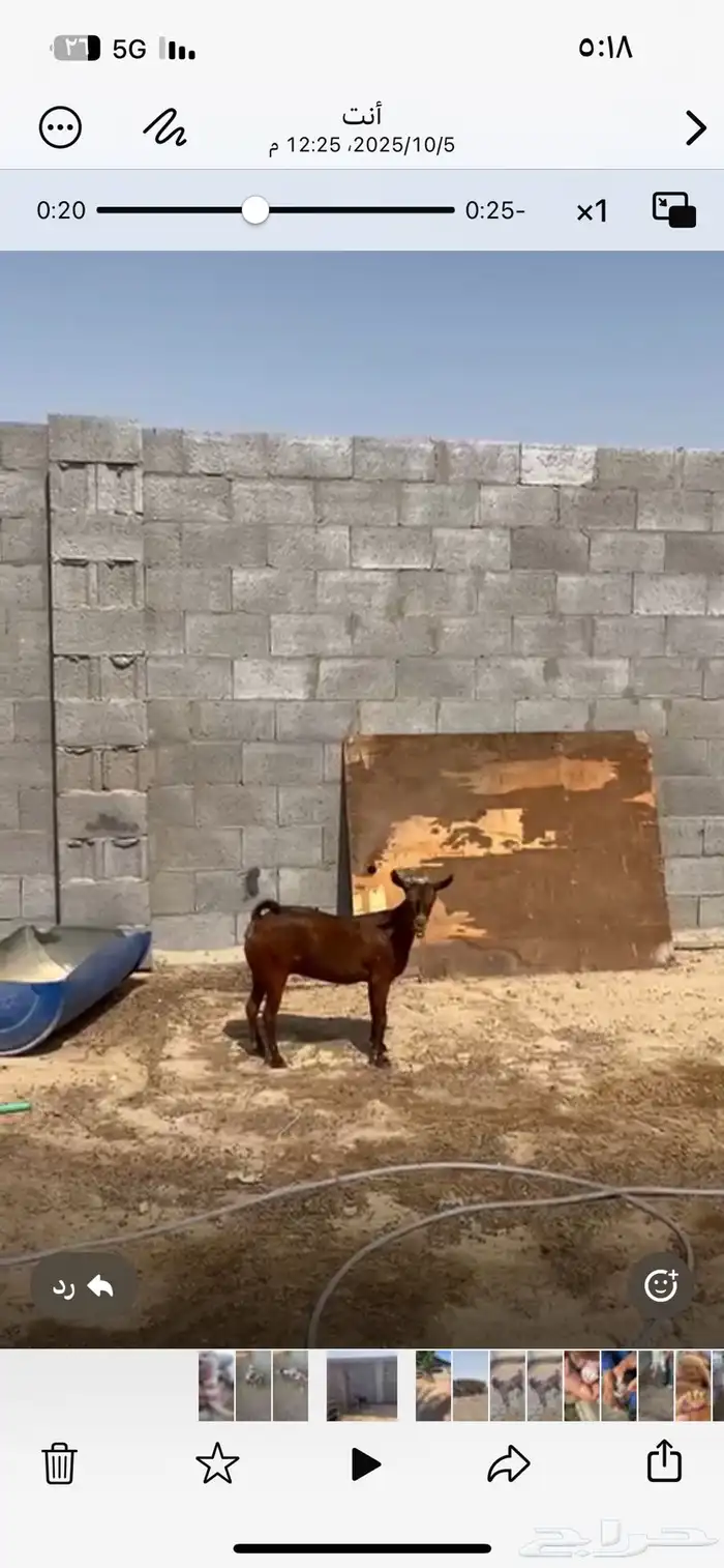 عنز 1