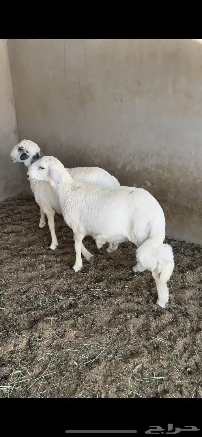 خروفين كفو من حلالي 1