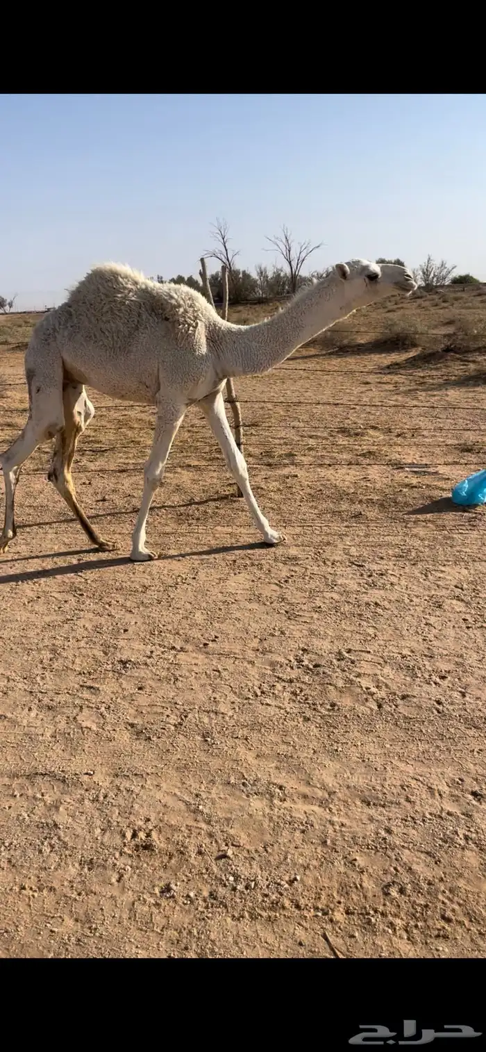 عشرا عليانيه كفووو 5