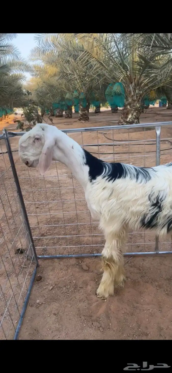 نجدي 1