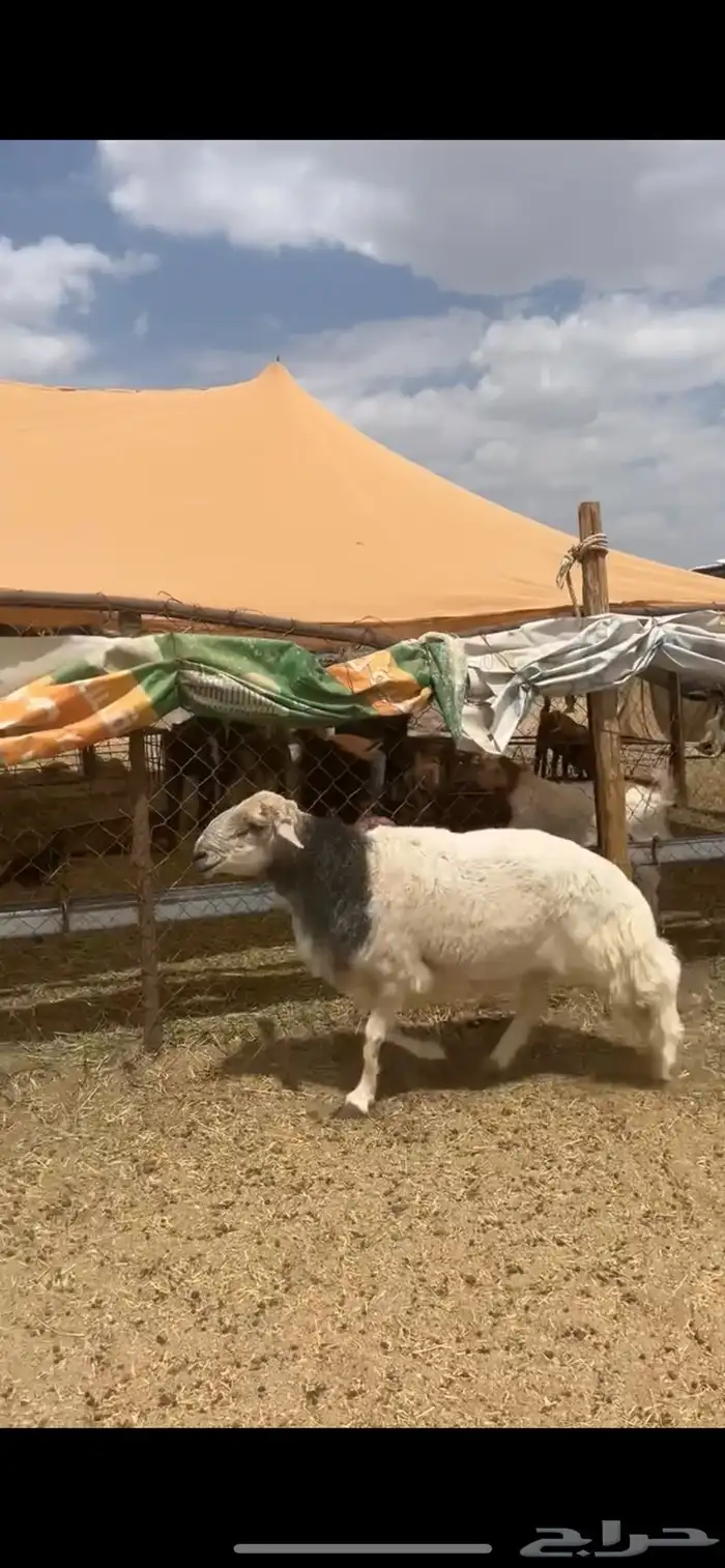 خروف فحل كفو صنف من حلال شهران الصنف 0