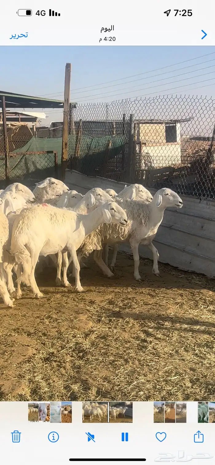 غنم حريات صنف 3
