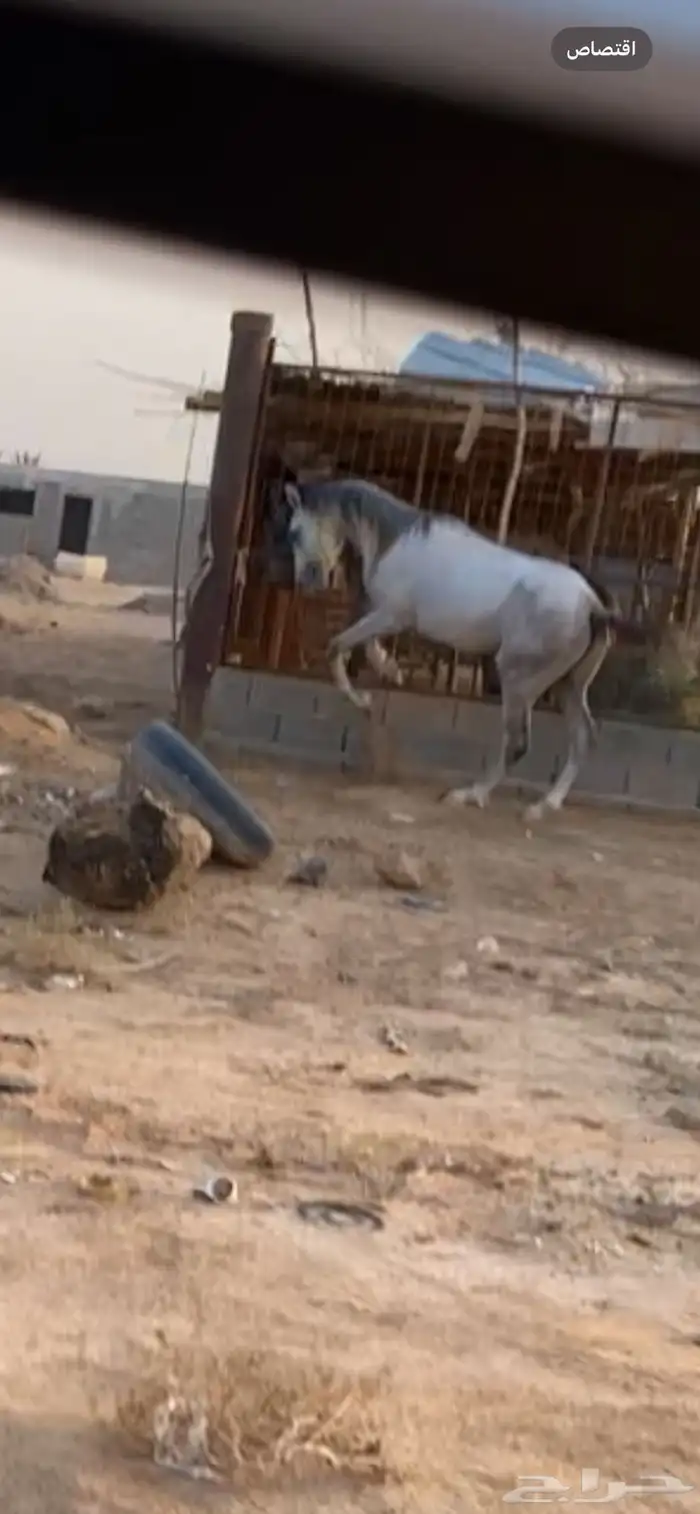 حصان شعبي سبوق 5