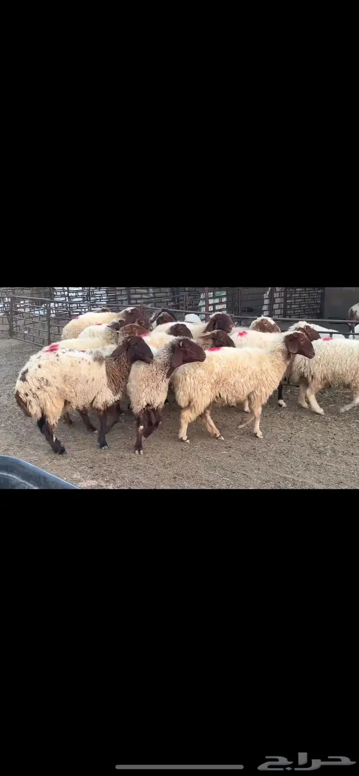 غنم نعيم دفيع 3