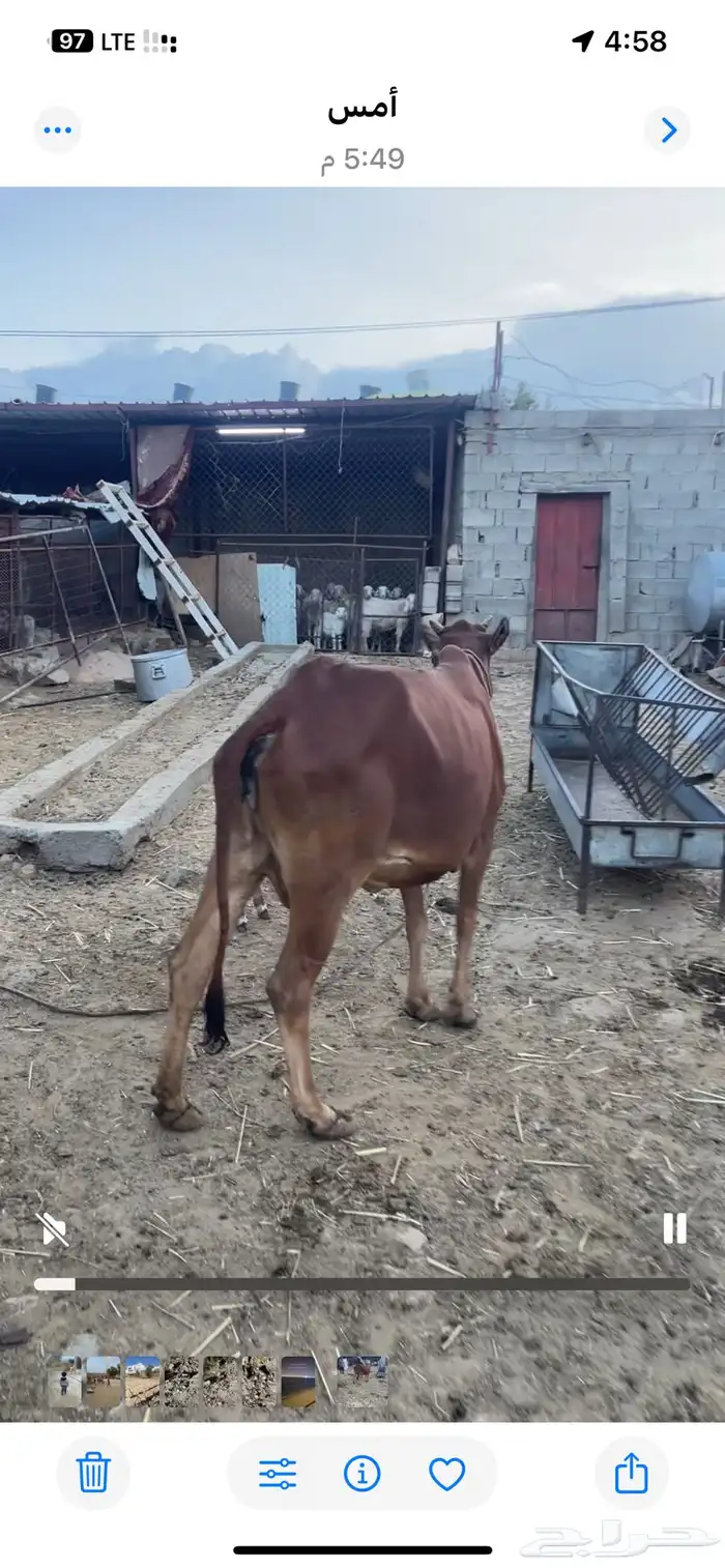 بقر منتج تحتها حسيل الموقع النماص حلباء 2