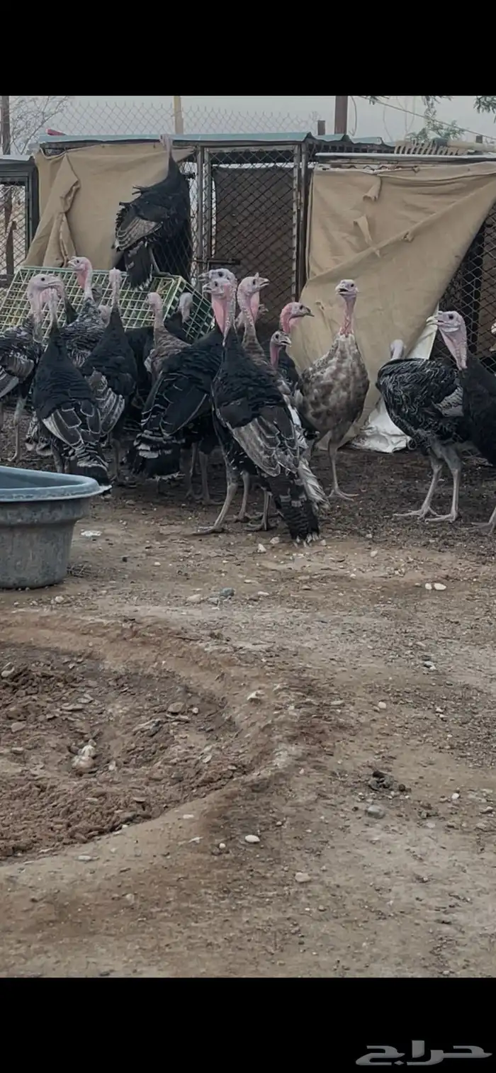 للبيع ديوك رومي 0