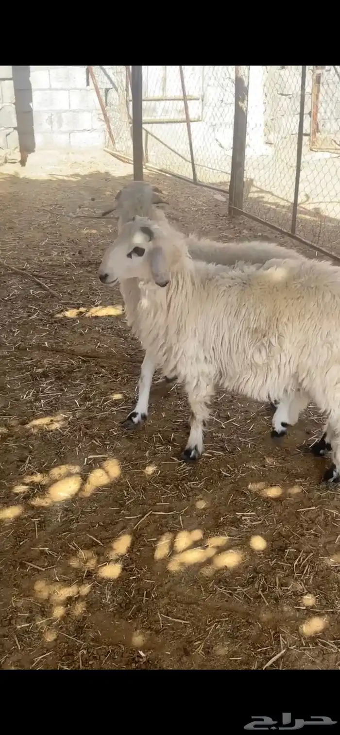 لبيع خرفان مهاجين عمارها 4 شهور 7
