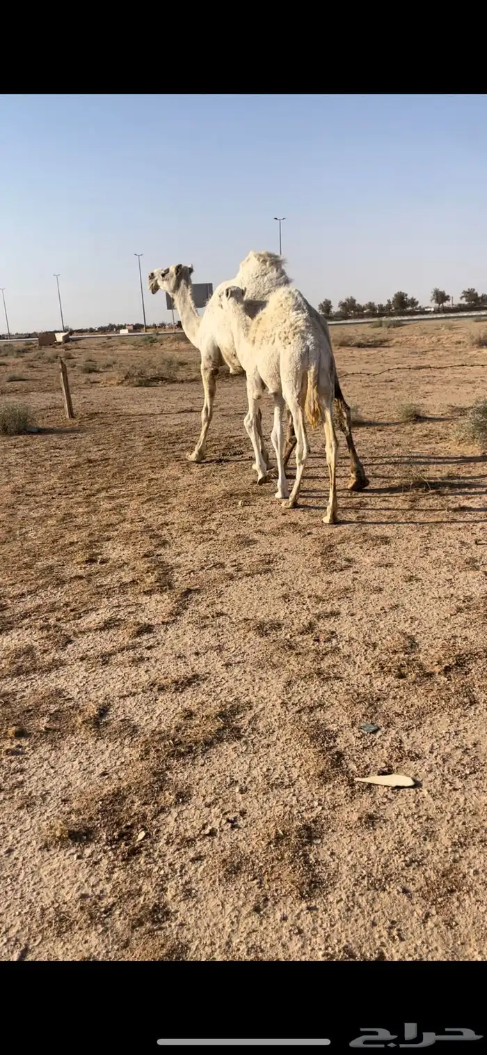 عشرا عليانيه كفووو 3