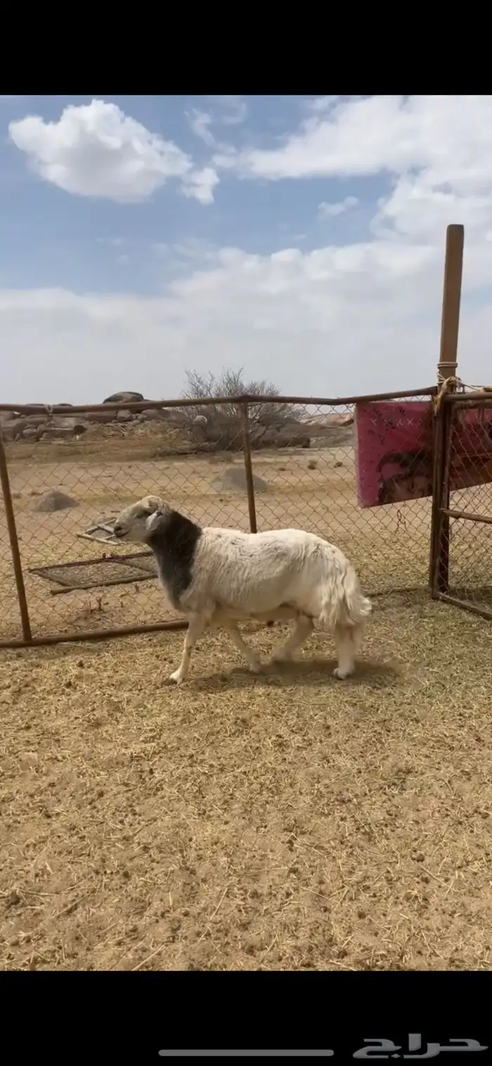 خروف فحل كفو صنف من حلال شهران الصنف 1