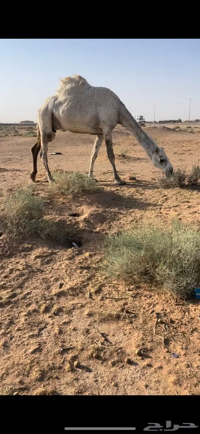 عشرا عليانيه كفووو 2