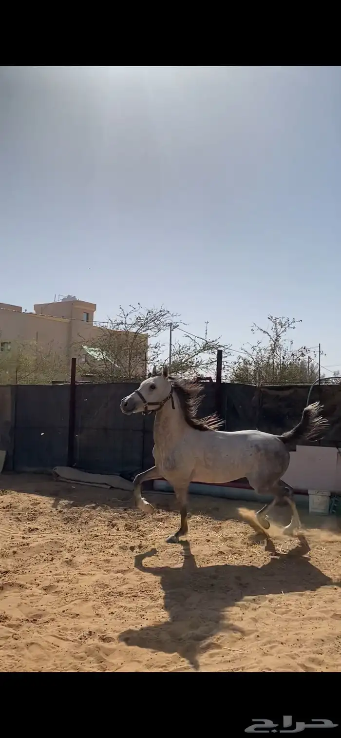 حصان شعبي سبوق 2