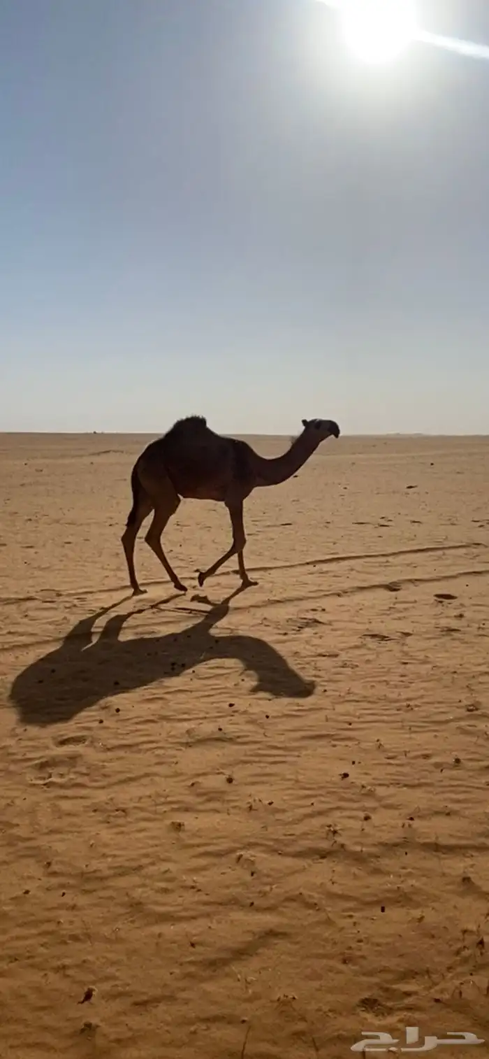 ضريبه صفراء طيبه للبيع 1