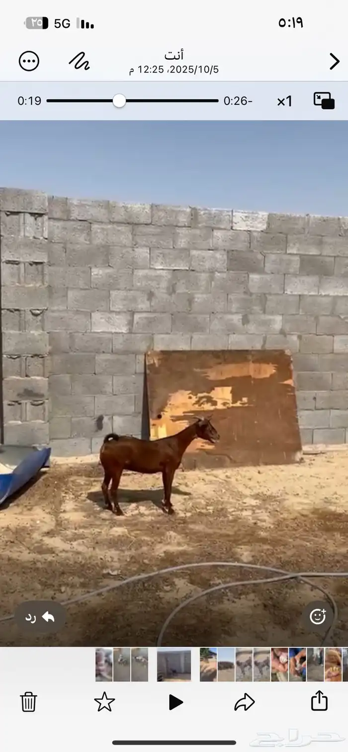 عنز 2