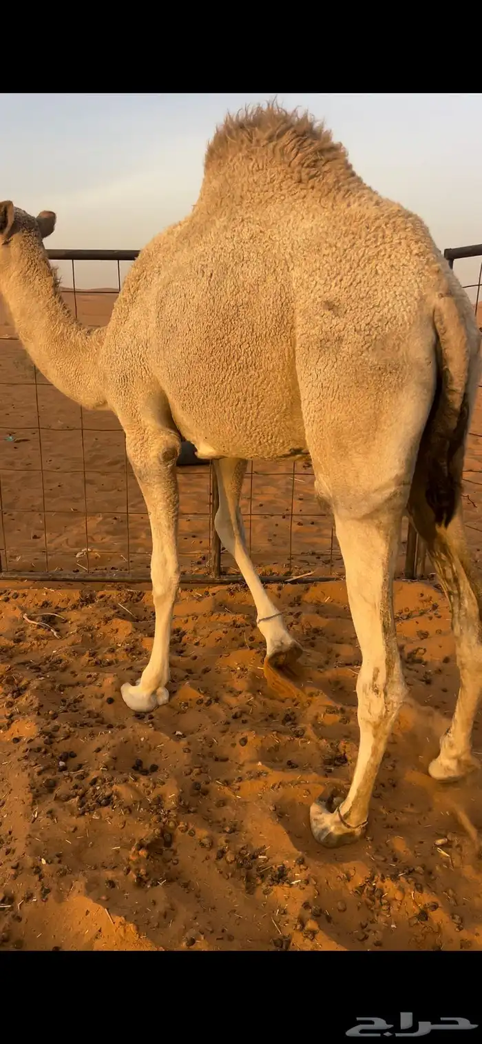 للبيع بكره قصب 3