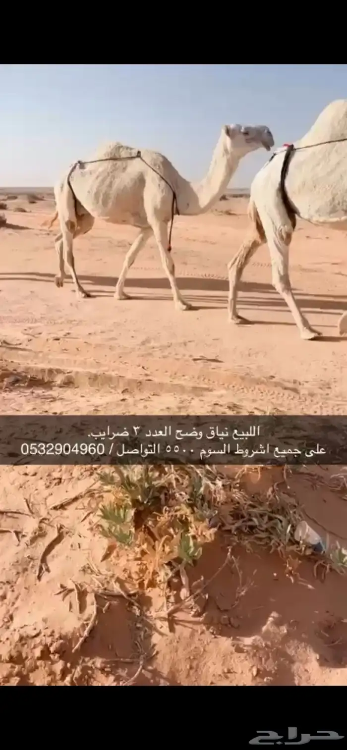 نياق وضح 1