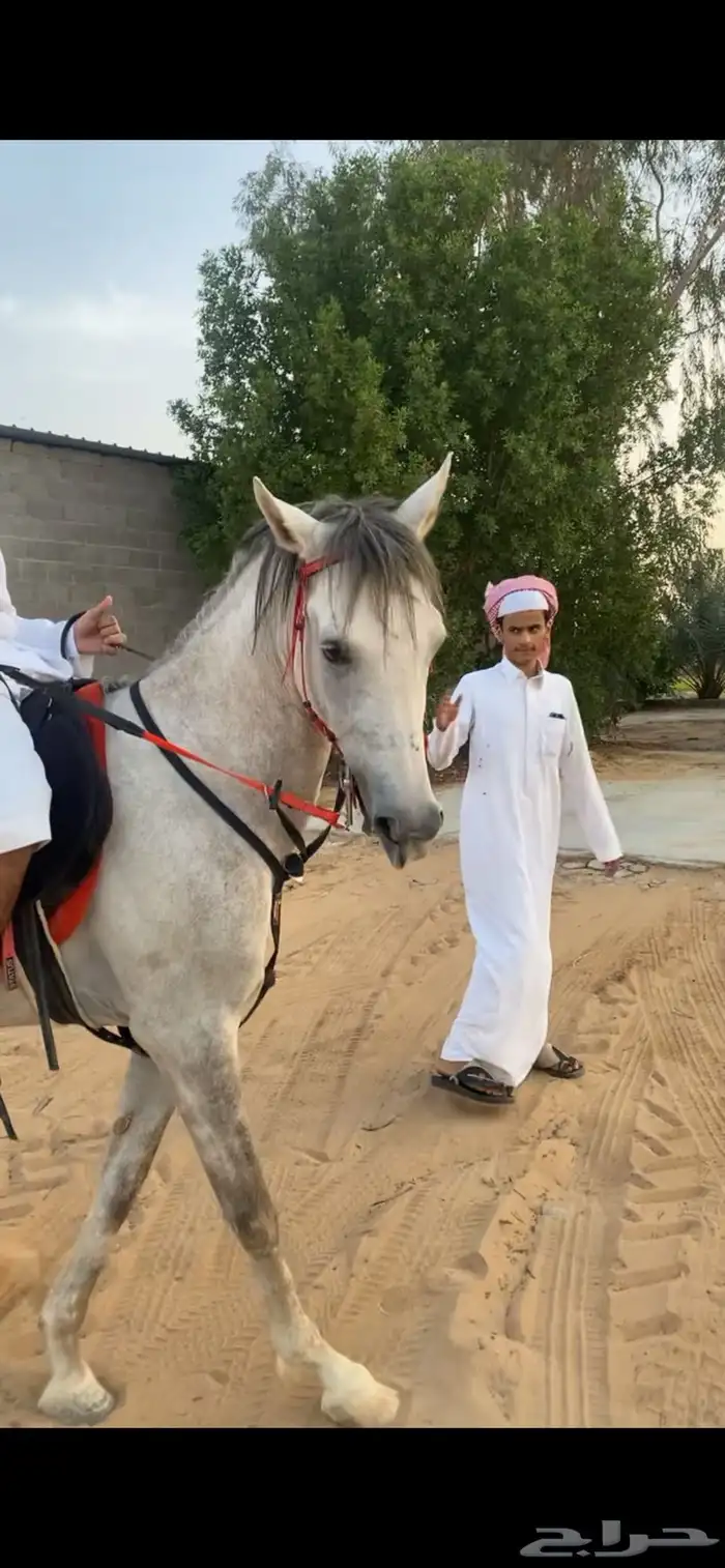 حصان شعبي سبوق 0
