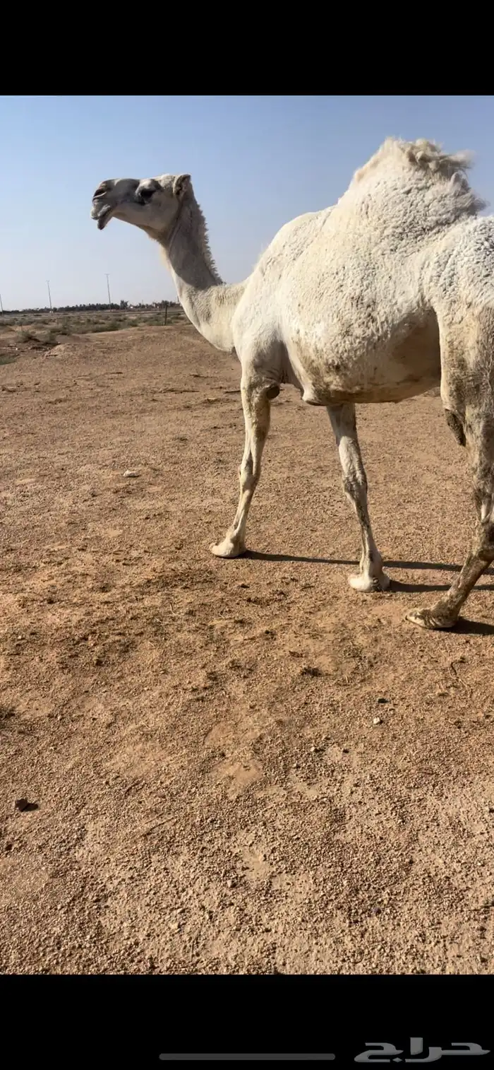 عشرا عليانيه كفووو 0