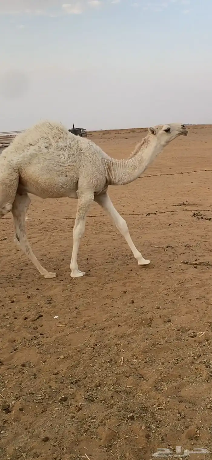 للبيع الفحل الاوضح المنتج 1