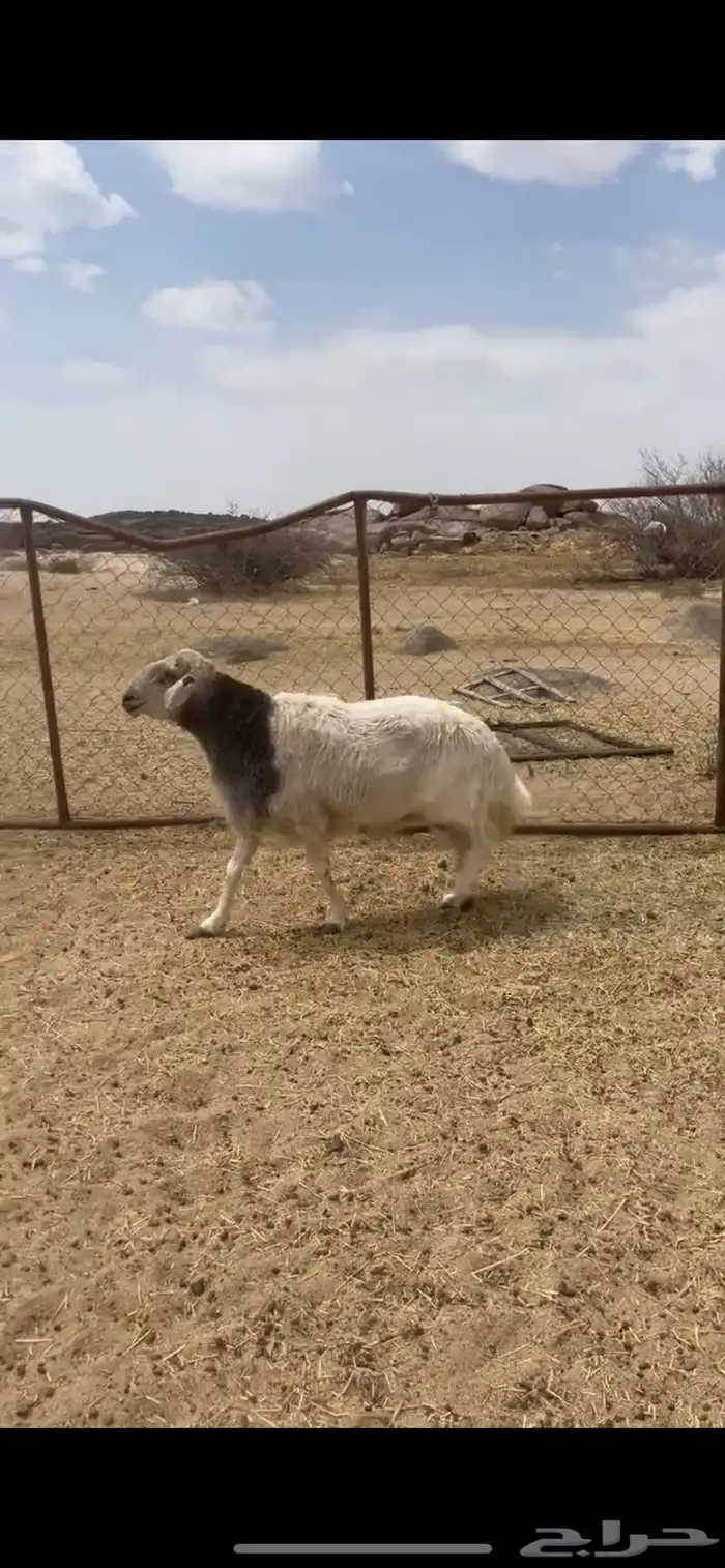 خروف فحل كفو صنف من حلال شهران الصنف 2
