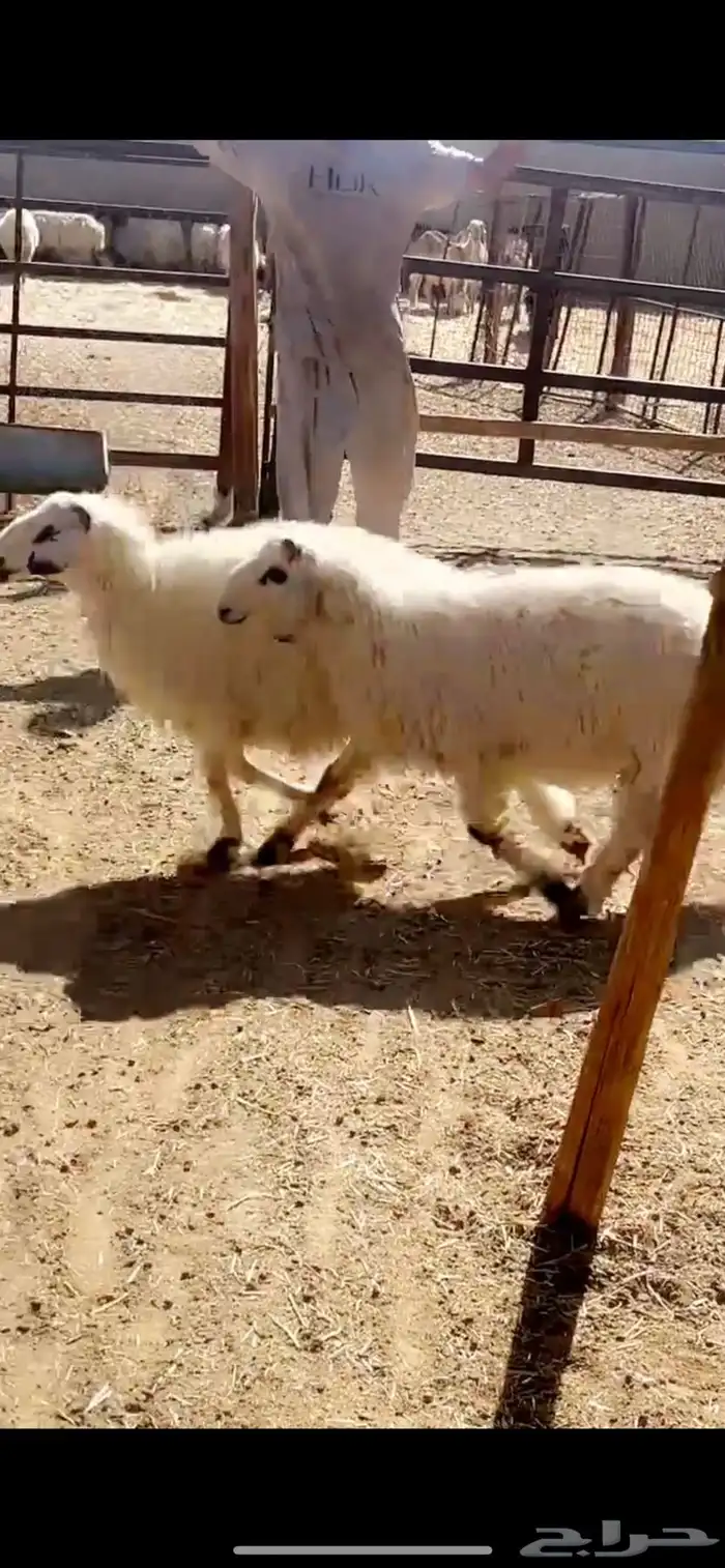 لبيع خرفان مهاجين عمارها 4 شهور 1