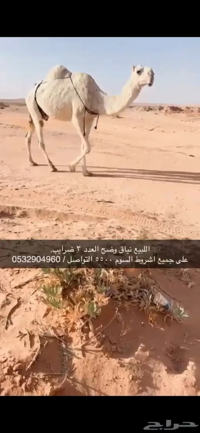 نياق وضح 2