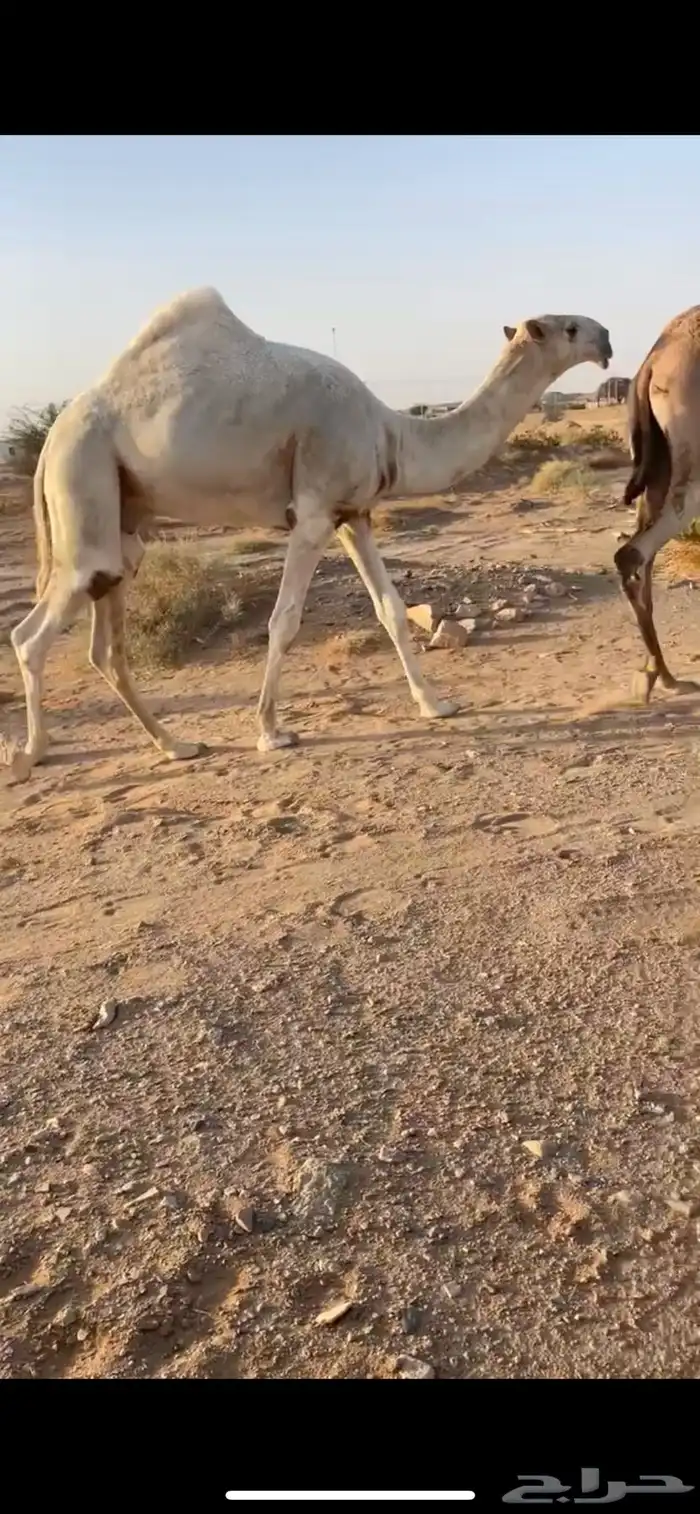 قعود باتلي جده مضيم بعير عمير القحطاني 1