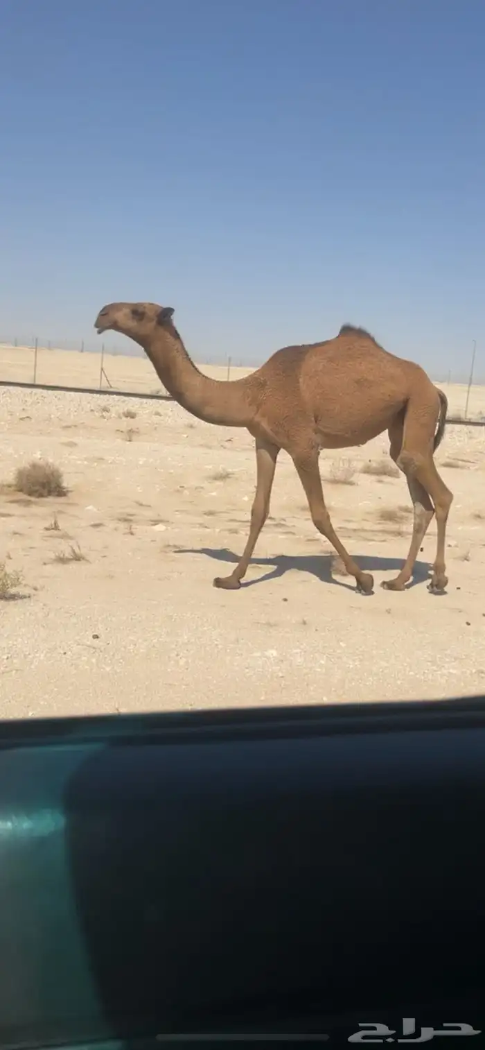 بكره صفرا 1