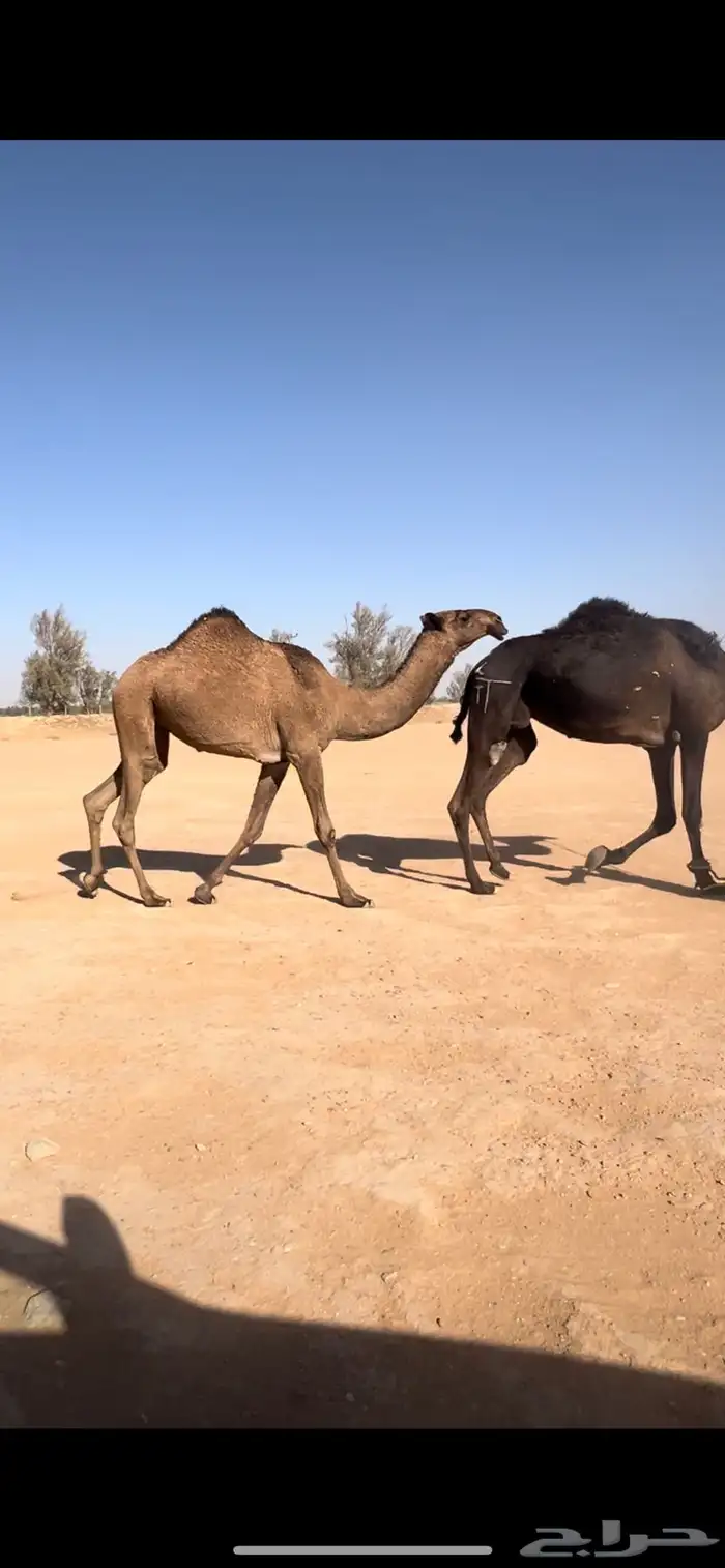 بكره حقه صفرا دبيانيه 1