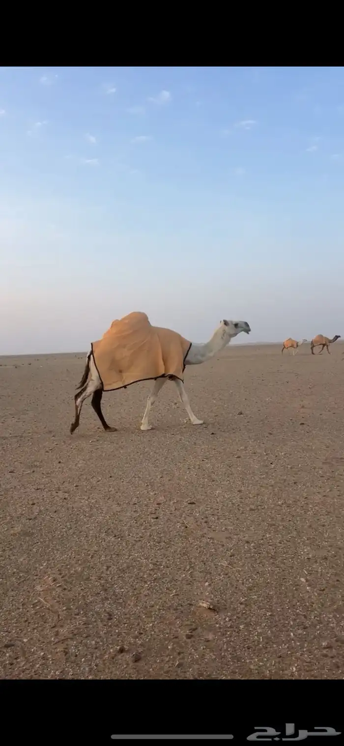 للبيع لقحه وضحاء 1