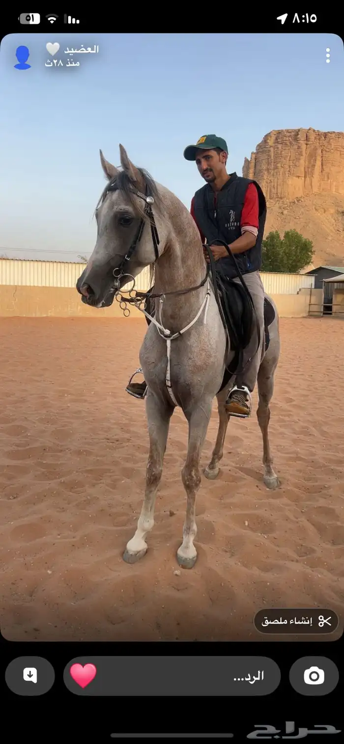 حصان واهو للبيع 4