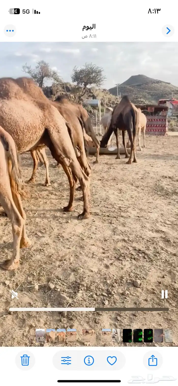 ابل للبيع عدد 14 وقعودين 5