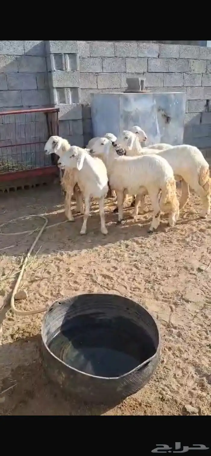 خرفان للبيع 3