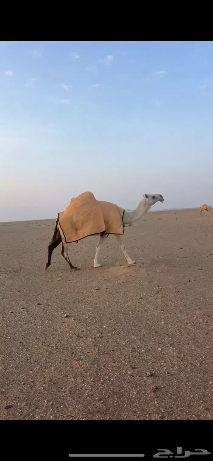 للبيع لقحه وضحاء 0