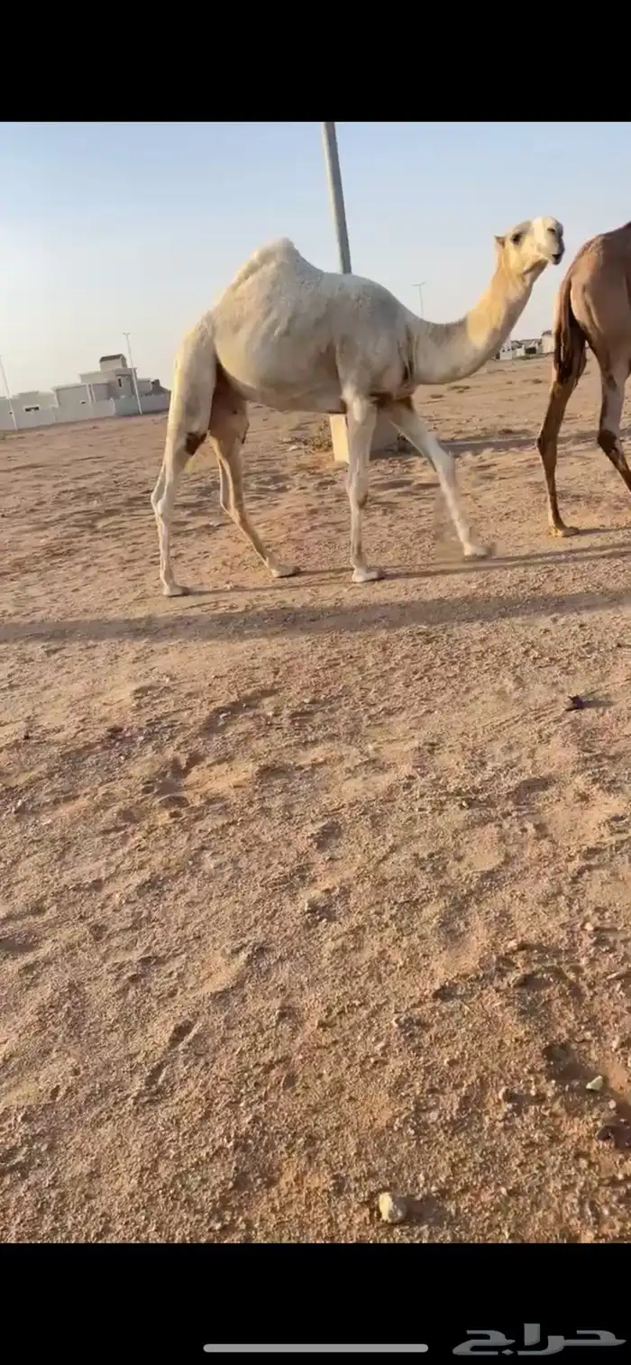 قعود باتلي جده مضيم بعير عمير القحطاني 2