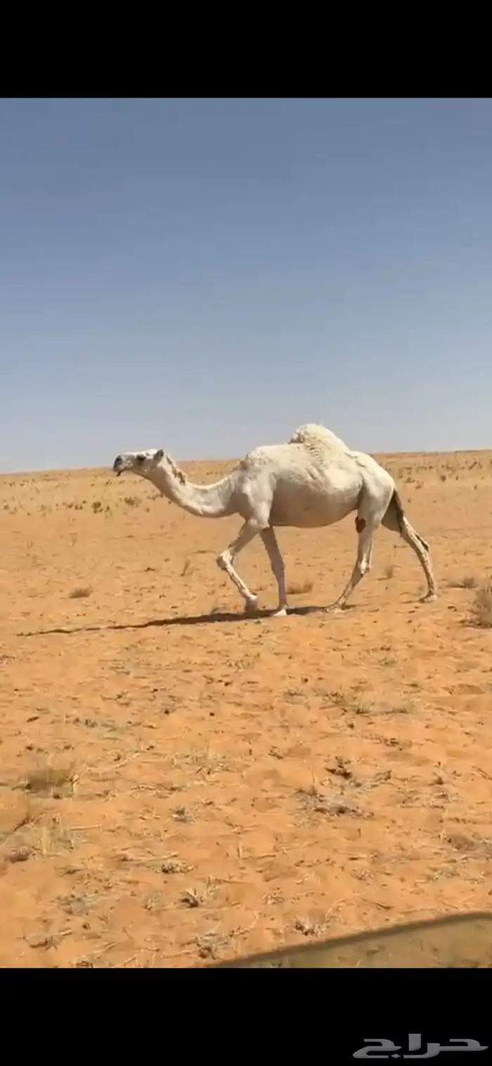 ابل للبيع . بكار وضح . عشاير . ضرايب 2