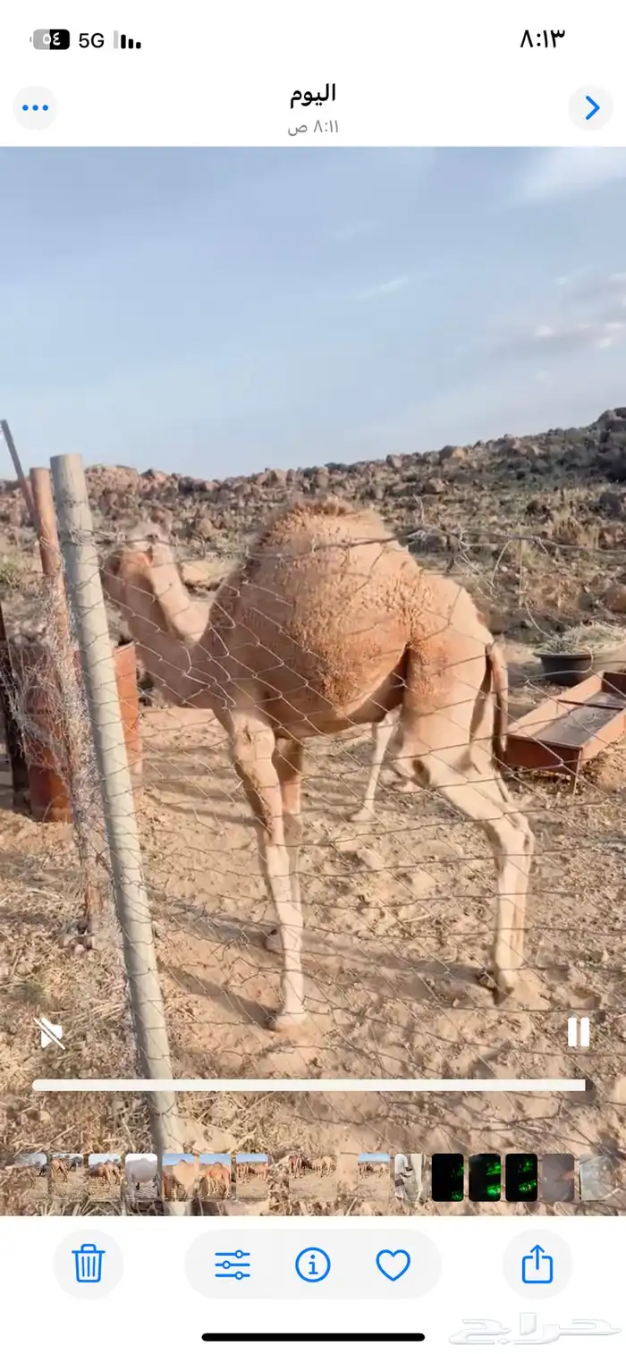ابل للبيع عدد 14 وقعودين 0